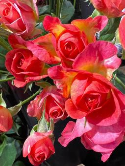 グラデーションのきれいなバラ バラ,花束,花の写真素材