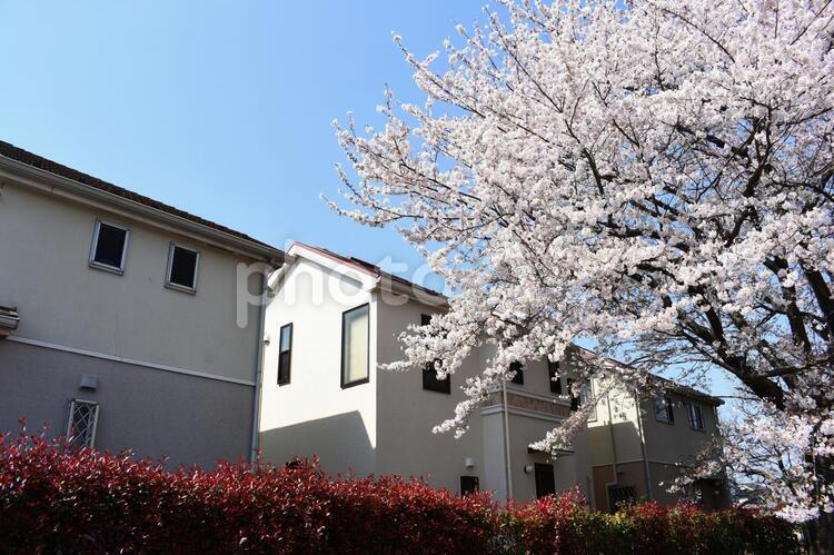 戸建てと桜 戸建て,お花見,一軒家の写真素材