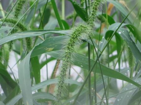 エノコログサ エノコログサの写真