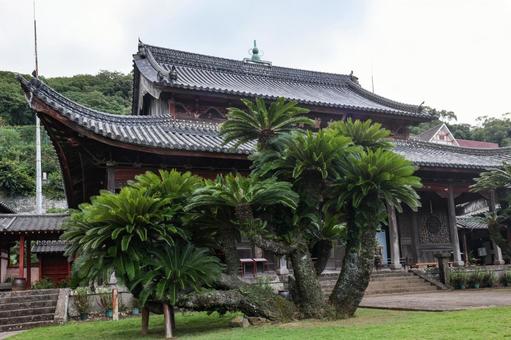 興福寺 大蘇鉄 興福寺 大蘇鉄の写真