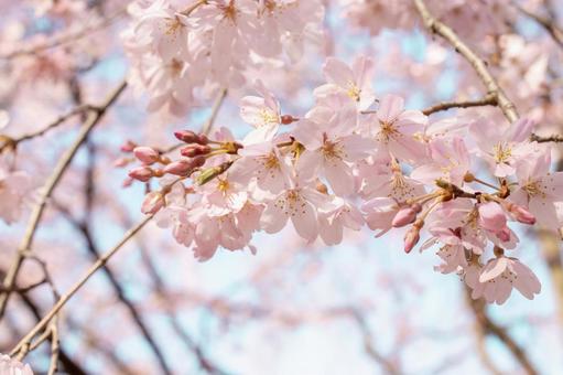 桜 薄いピンク 桜 薄いピンク 桜,淡い,薄いピンクの写真素材