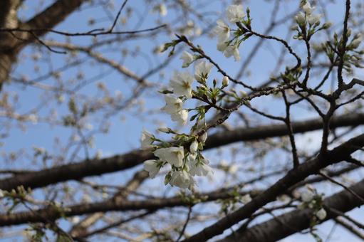 桜と空 桜と空の写真