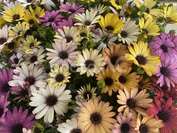 春の花壇色とりどりのオステオスペルマムの花々 オステオスペルマム,キク科,春の写真素材