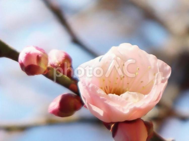春の風景　梅の花　アップ 梅,梅林,春の写真素材