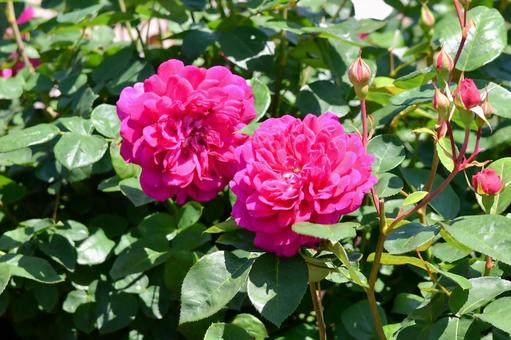 薔薇 ソフィーズローズ 薔薇 ソフィーズローズの写真