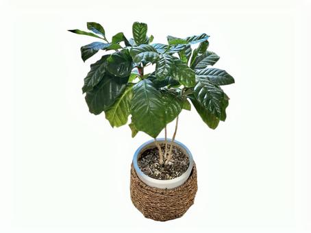 観葉植物2 観葉植物2 観葉植物,インテリア,木の写真素材