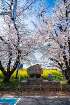 青空の下、桜と菜の花が美しい熊谷桜堤 桜,菜の花,青空の写真素材