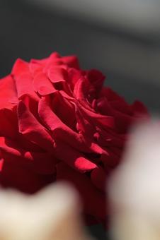 四季の郷公園の薔薇 四季の郷公園の薔薇 バラ,ばら,春の写真素材