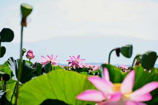 Summer lotus flower field overlooking the mountains, JPG Summer lotus flower field overlooking the mountains, JPG