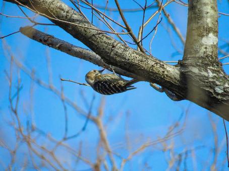 Photo, kogera, small woodpecker, woodpecker, 