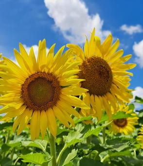 向日葵と青空 ヒマワリ,自然,晴れの写真素材