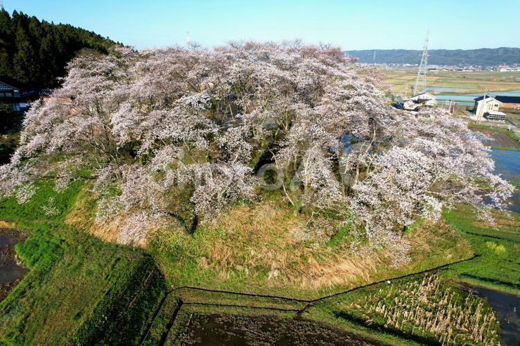 桜満開の能登水白鍋山古墳 古墳,震災,古代史の写真素材