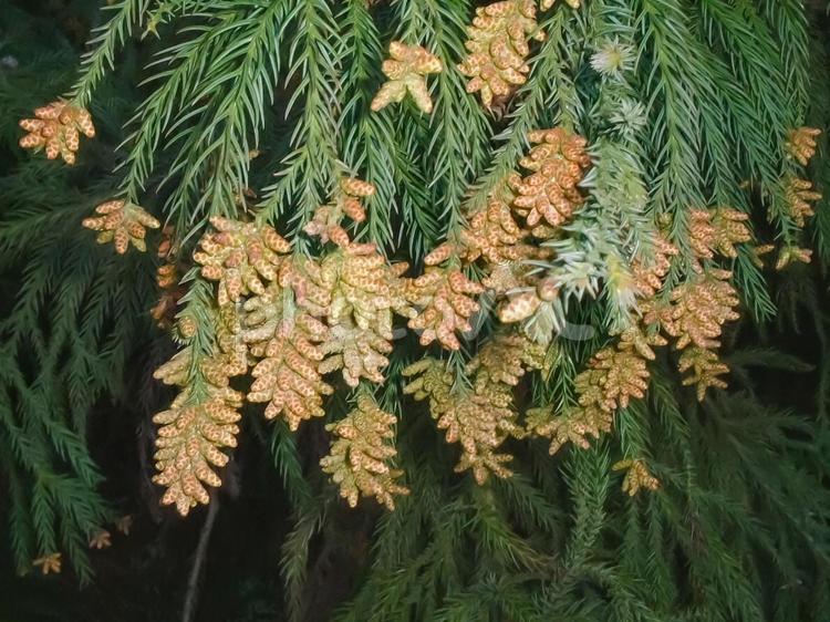 杉の花と緑の枝葉 杉,花粉症,杉の花の写真素材