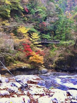 紅葉の十津川村の橋と川 紅葉,橋,川の写真素材