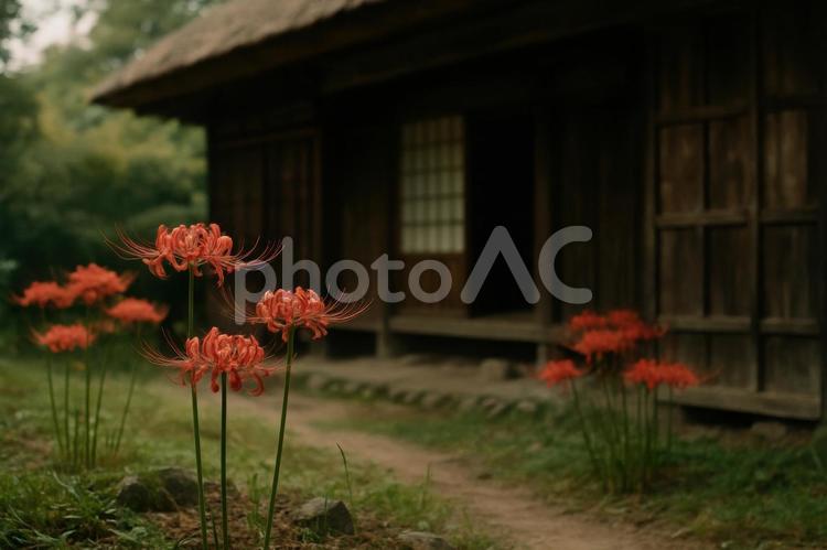 古民家の庭先に咲く彼岸花 古民家,庭先,彼岸花の写真素材