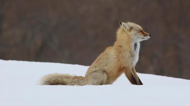 キタキツネ キタキツネ,きつね,野生動物の写真素材
