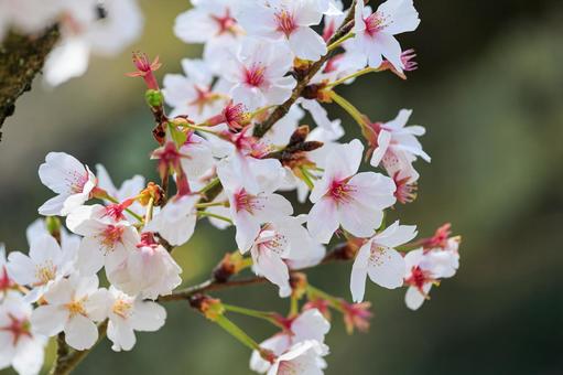 Photo, yoshino cereja árvore, yoshino, árvore de cereja, 