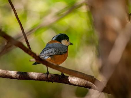 枝にとまるヤマガラ 枝にとまるヤマガラ ヤマガラ,野鳥,鳥の写真素材