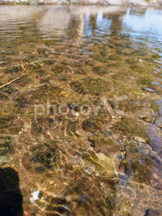 公園の小川の揺らぐ水面 川,水面,水の写真素材