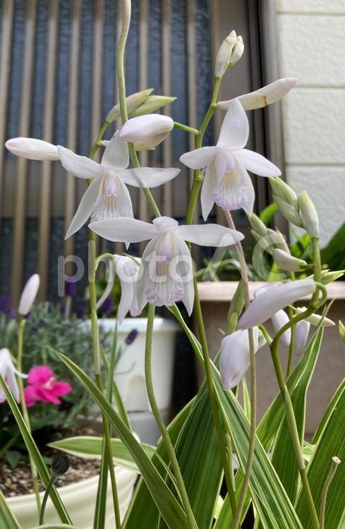 鉢植えのシラン開花　白色　五月上旬 シランの花,白色,鉢植えの写真素材