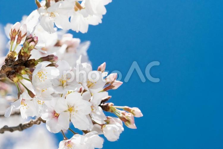 青空を背景に桜の花のアップ さくら,桜,サクラの写真素材