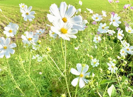 白いコスモス 白いコスモス コスモス,秋桜,白色の写真素材