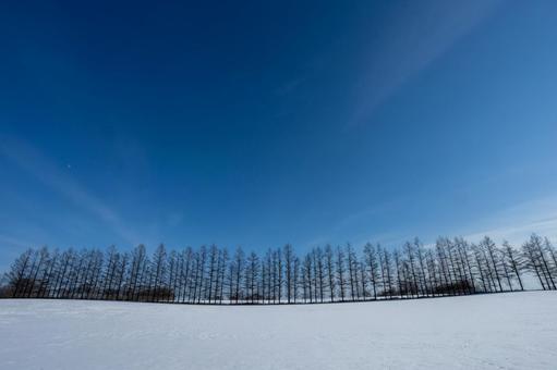青空の下の雪原と並木 青空の下の雪原と並木の写真