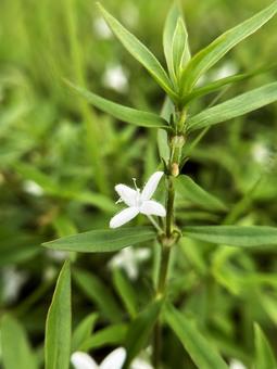 自生するムグラの花と葉のクローズアップ 自生するムグラの花と葉のクローズアップの写真