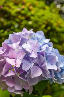 縦構図の紫と青色のツートンカラーの紫陽花 縦構図の紫と青色のツートンカラーの紫陽花の写真