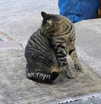 身だしなみを整える 猫,動物,風景の写真素材