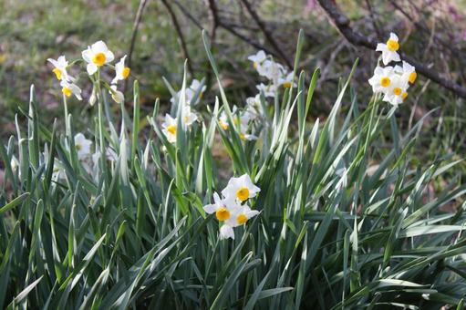スイセンの写真