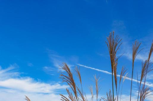 秋イメージ〜青空と風にそよぐススキの風景 秋イメージ〜青空と風にそよぐススキの風景の写真