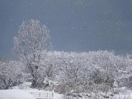 降り積もる雪 雪,積雪,豪雪の写真素材