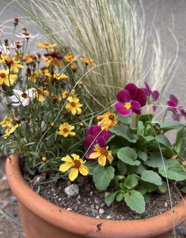 秋の寄せ植え 秋の寄せ植えの写真