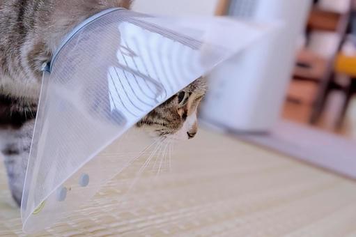 エリザベスカラーを着ける猫のアップ エリザベスカラーを着ける猫のアップ 猫,トラ猫,エリザベスカラーの写真素材
