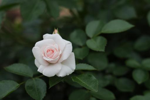 優雅な淡いピンクのバラと緑の葉の写真