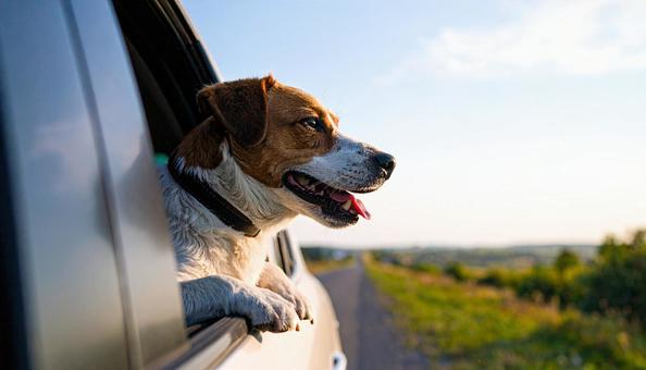 飼い主の帰りを待って窓の外を見ている犬 飼い主の帰りを待って窓の外を見ている犬の写真