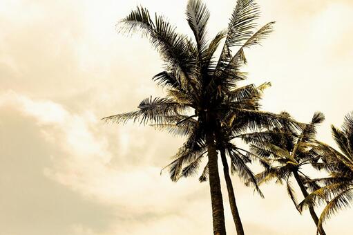 黄昏の空とヤシの木のシルエット ヤシの木,ヤシ,シルエットの写真素材