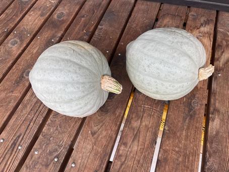 かぼちゃ かぼちゃ かぼちゃ,スクナカボチャ,野菜の写真素材