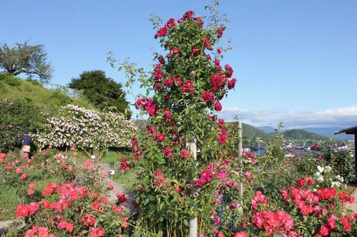ばら281 ばら281 バラ,rose,初夏の写真素材
