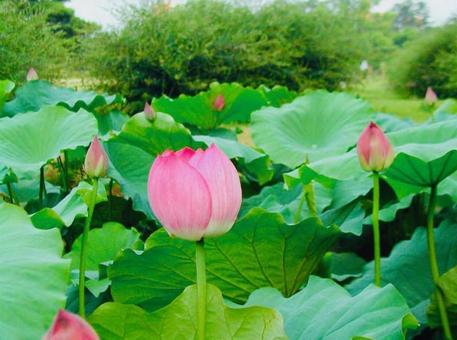 ピンクの蓮のつぼみ ピンクの蓮のつぼみの写真