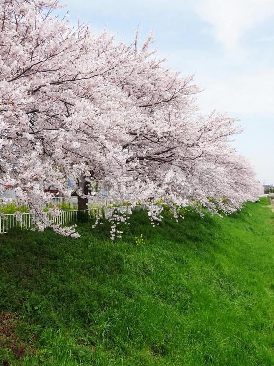 日本の桜４・縦 さくら,桜,サクラの写真素材