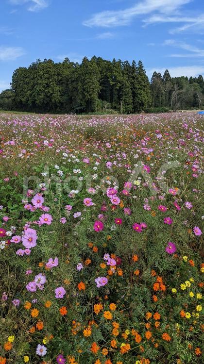 コスモス畑 コスモス畑,コスモス,お花畑の写真素材