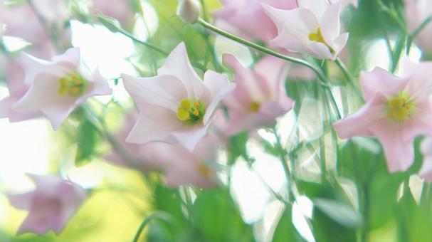 秋の花-304 秋の花-304 トルコキキョウ,一重,ピンクの写真素材