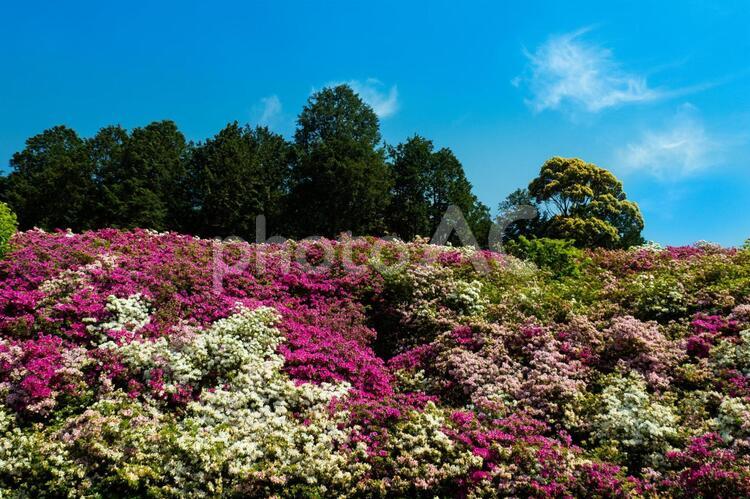 三室戸寺のつつじ園 つつじ,ツツジ,花の写真素材