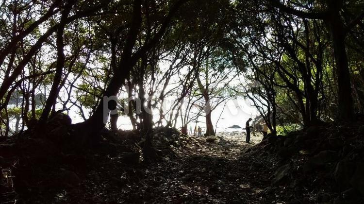 木のトンネルの先にある海 木,海,光の写真素材
