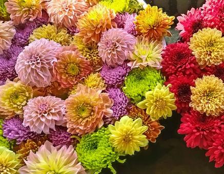 花手水10 花手水,手水,ダリヤの写真素材