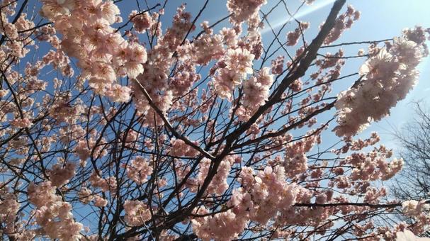散歩中の公園で見かけた桜 散歩中の公園で見かけた桜 桜,サクラ,さくらの写真素材
