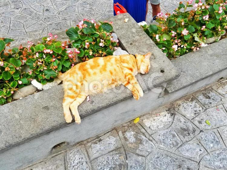 猫のお昼寝タイム 猫,お昼寝,可愛いの写真素材