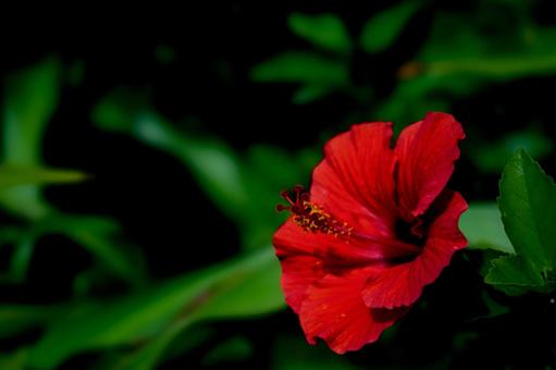 ＜素材＞真夏に咲いた赤いハイビスカス ハイビスカス,仏桑花,花の写真素材